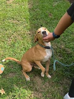 Knox, Adopted, Young Male Hound.