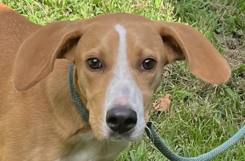 Enlarge Knox, a Adopted mixed breed in Media, PA image 2/2