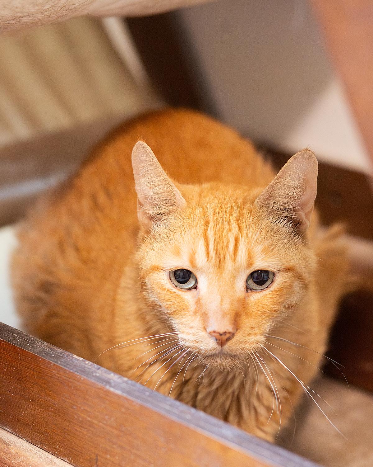 Meester Flop, adopted, Senior Male Domestic Short Hair.