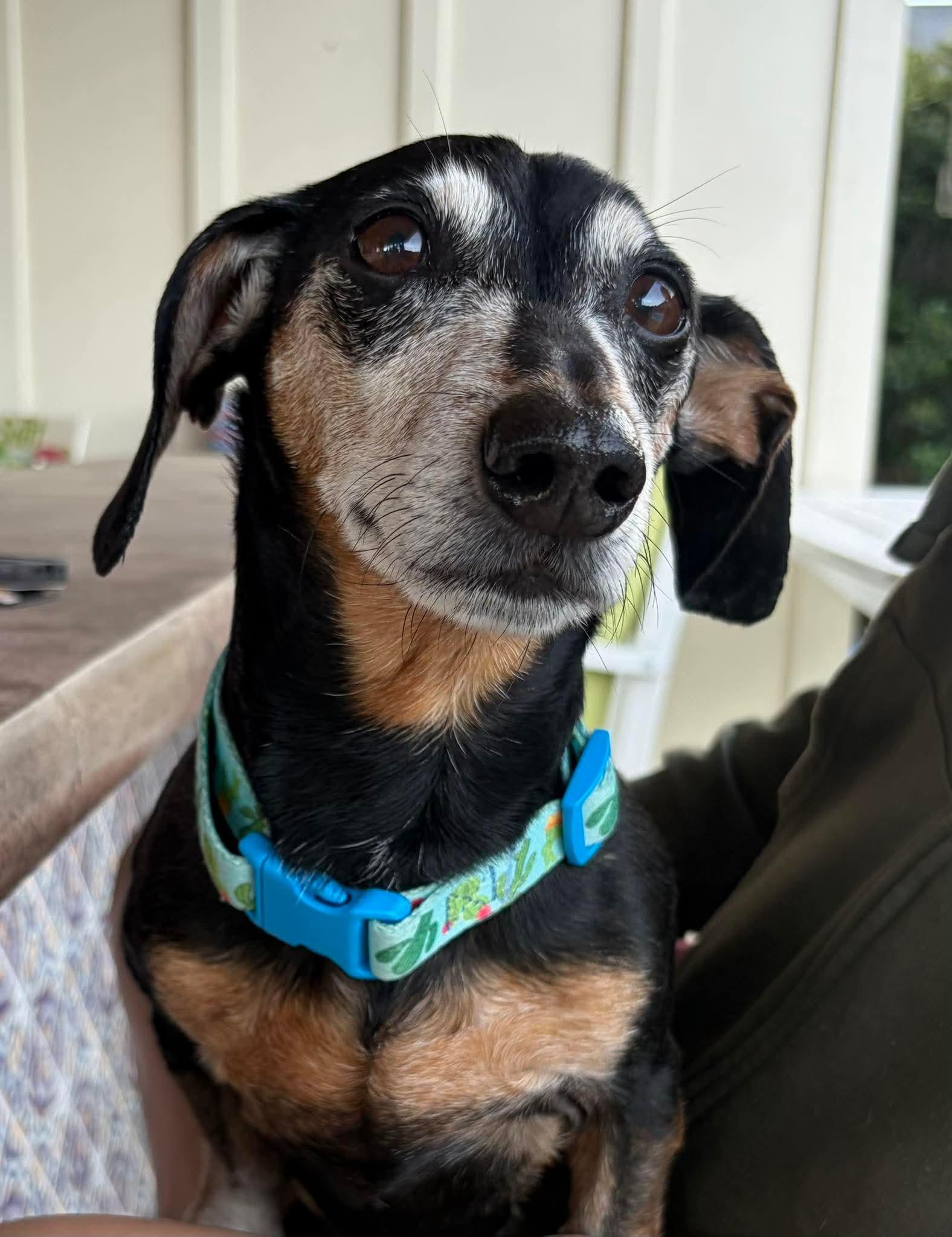 Enlarge Max, a ADOPTABLE Dachshund in Fort Walton Beach, FL image 1/1