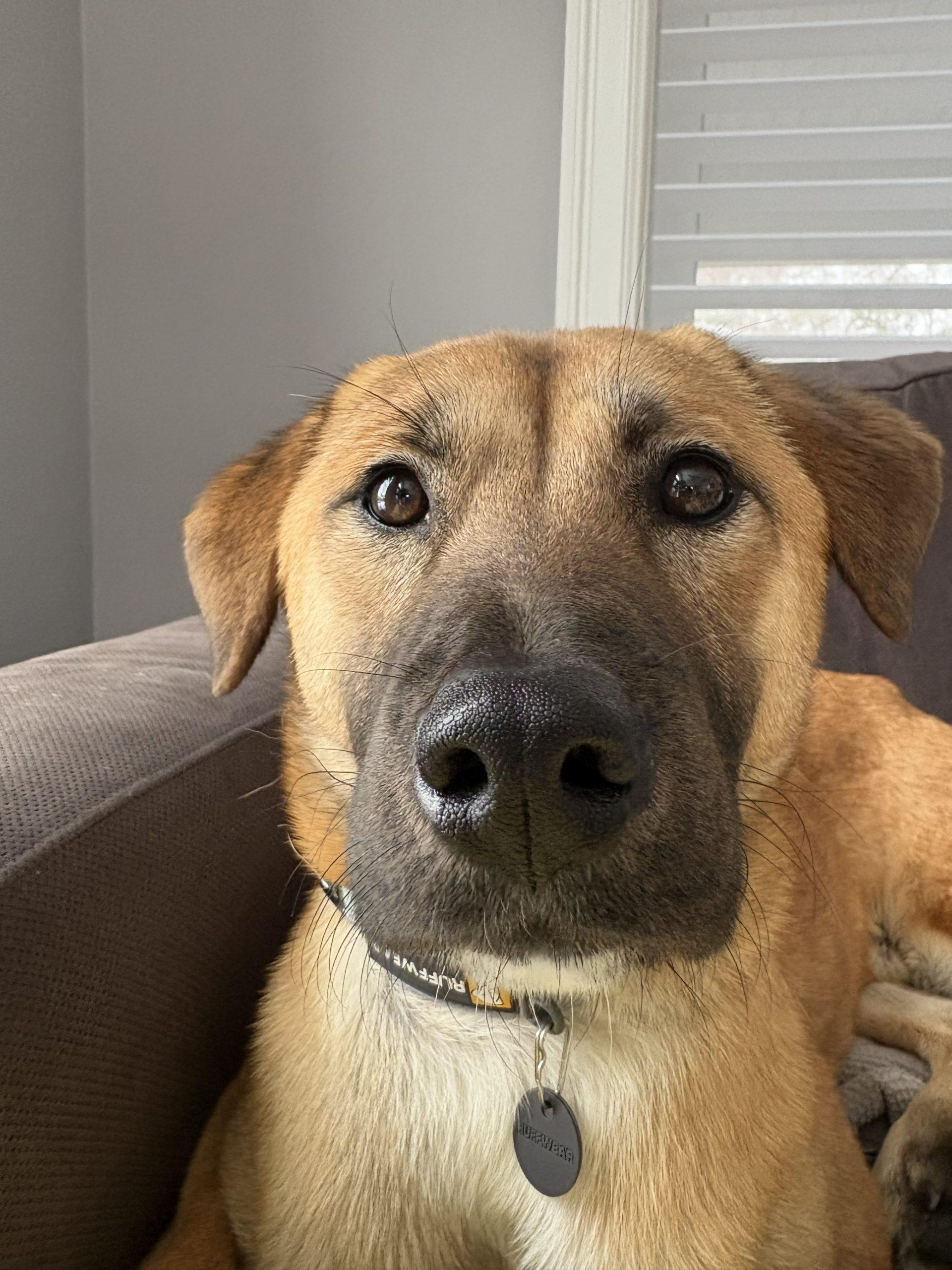 Enlarge Haneul, a Adoptable mixed breed in Sunderland, ON image 1/6