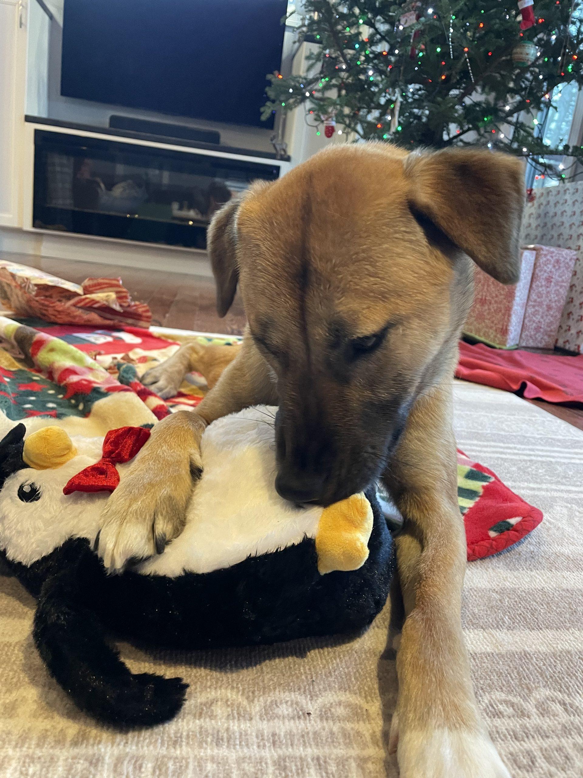 Enlarge Haneul, a Adoptable mixed breed in Sunderland, ON image 5/6