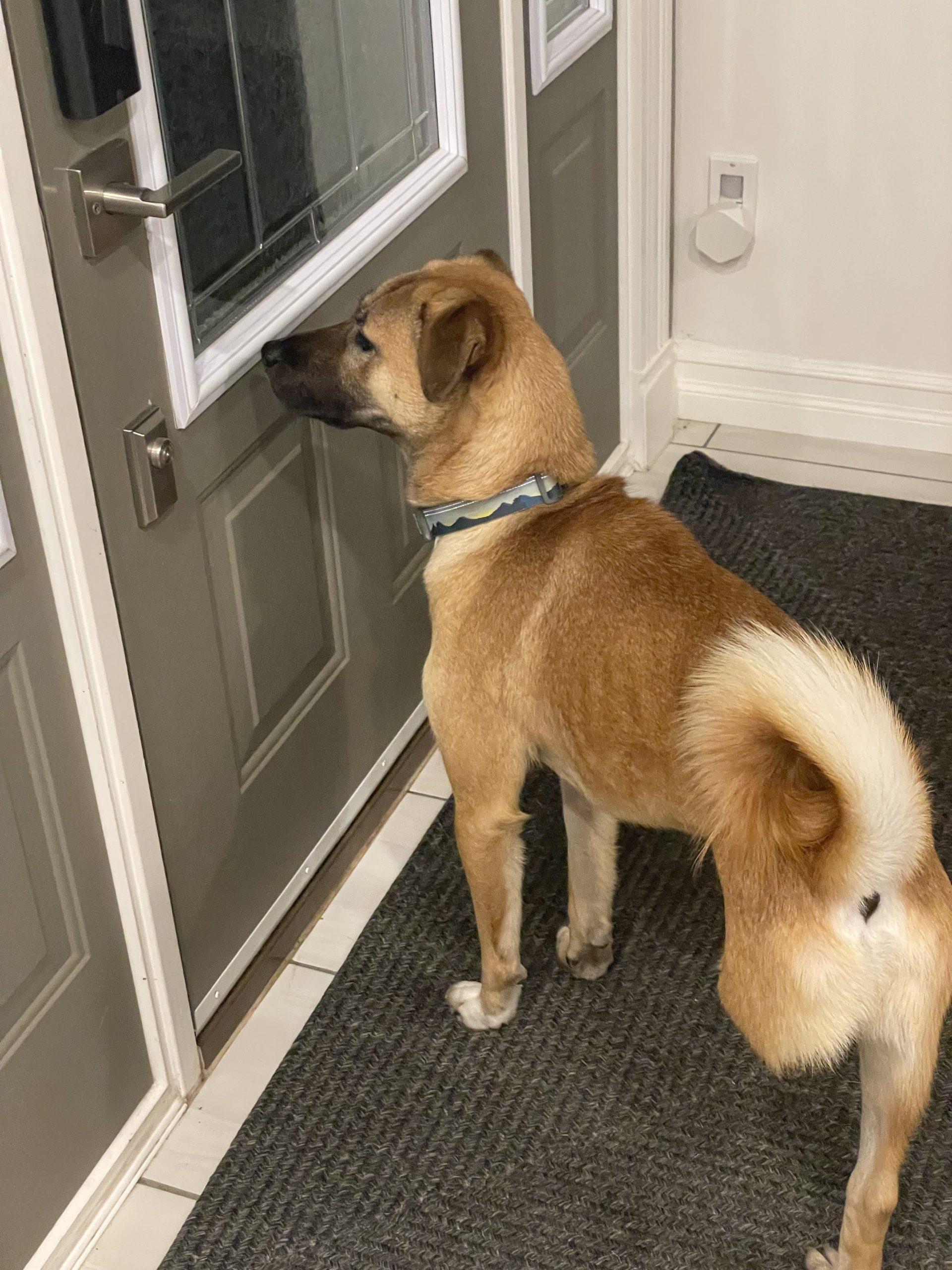 Enlarge Haneul, a Adoptable mixed breed in Sunderland, ON image 6/6