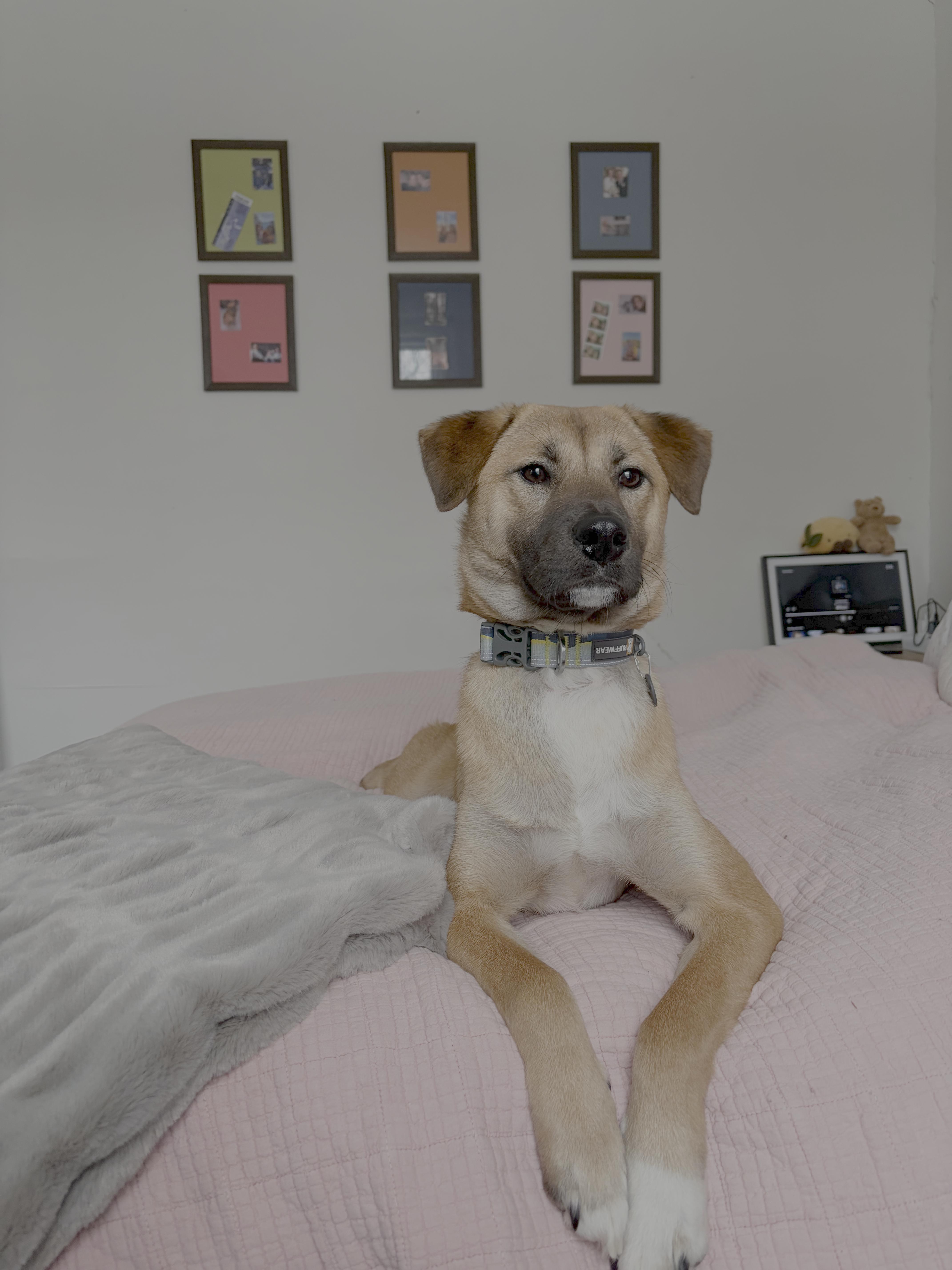 Enlarge Haneul, a Adoptable mixed breed in Sunderland, ON image 3/6