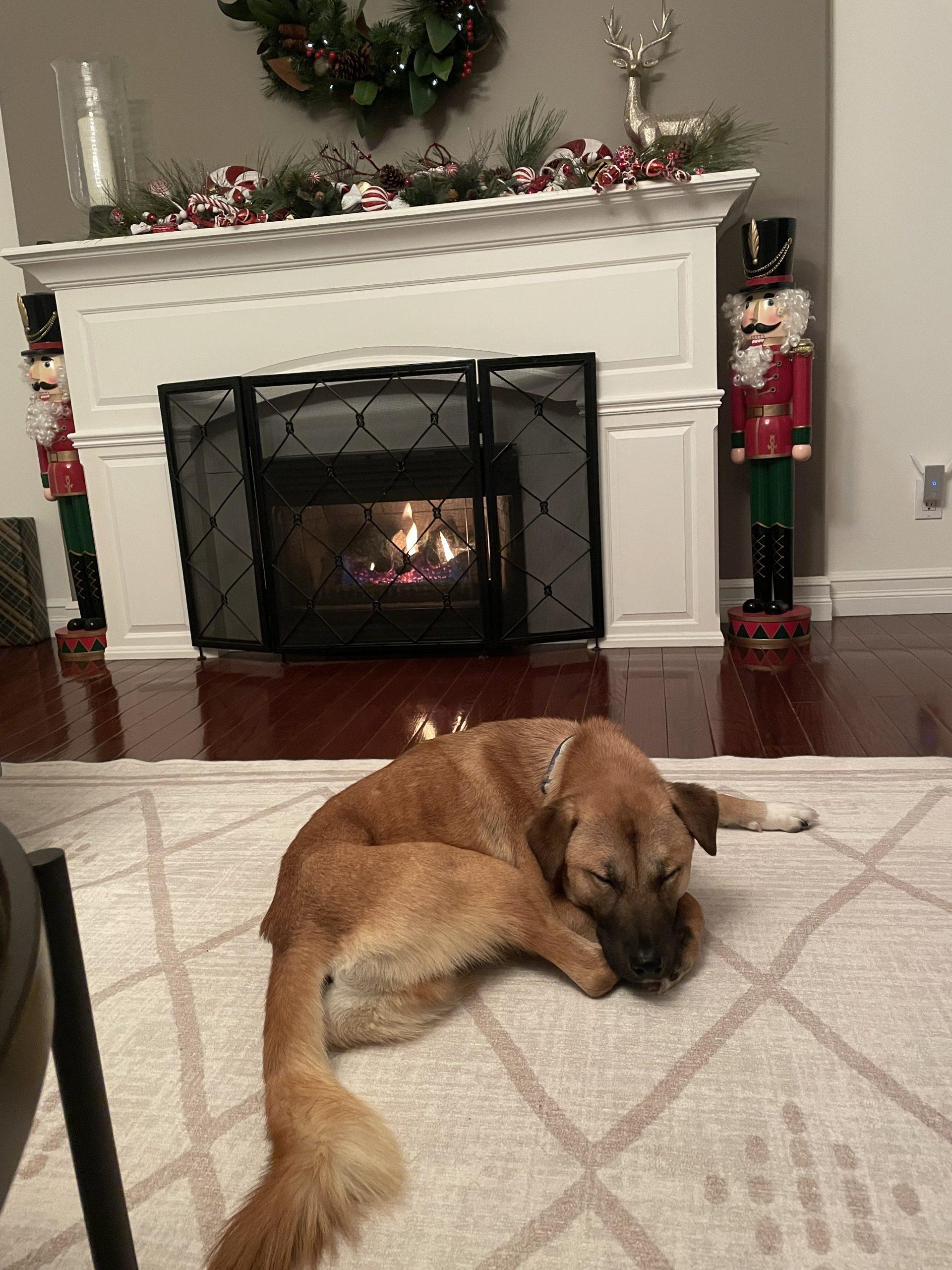 Enlarge Haneul, a Adoptable mixed breed in Sunderland, ON image 2/6