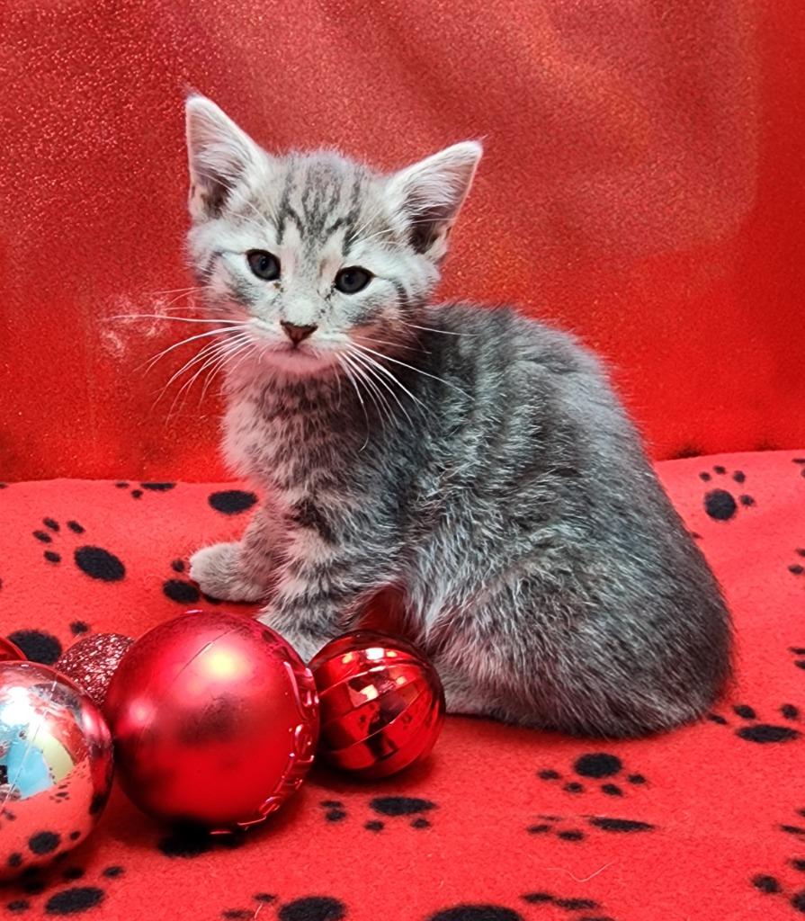 Snickers thumbnail 2