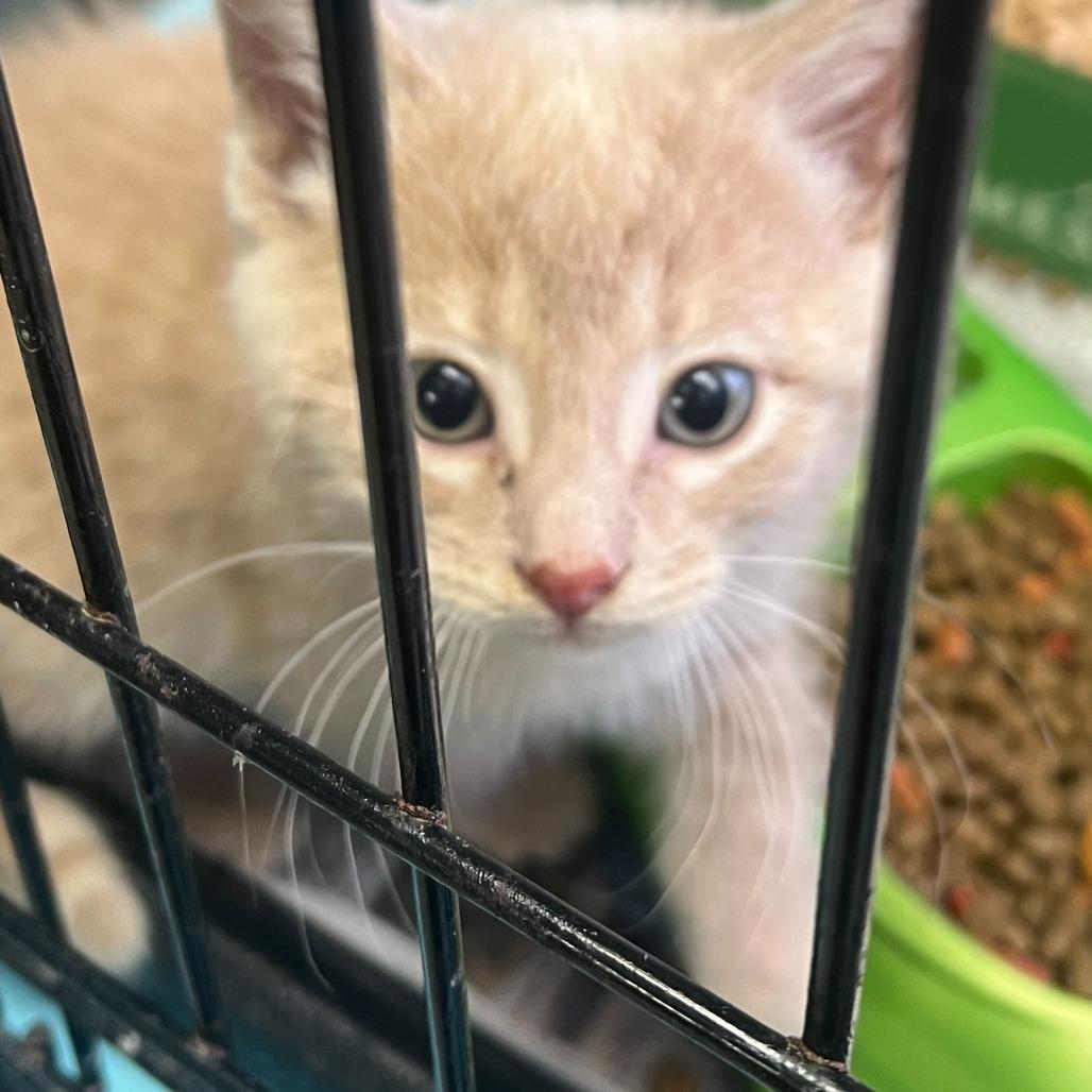 Enlarge Flounder, a Adoptable Domestic Medium Hair in Oak Hill, WV image 1/1