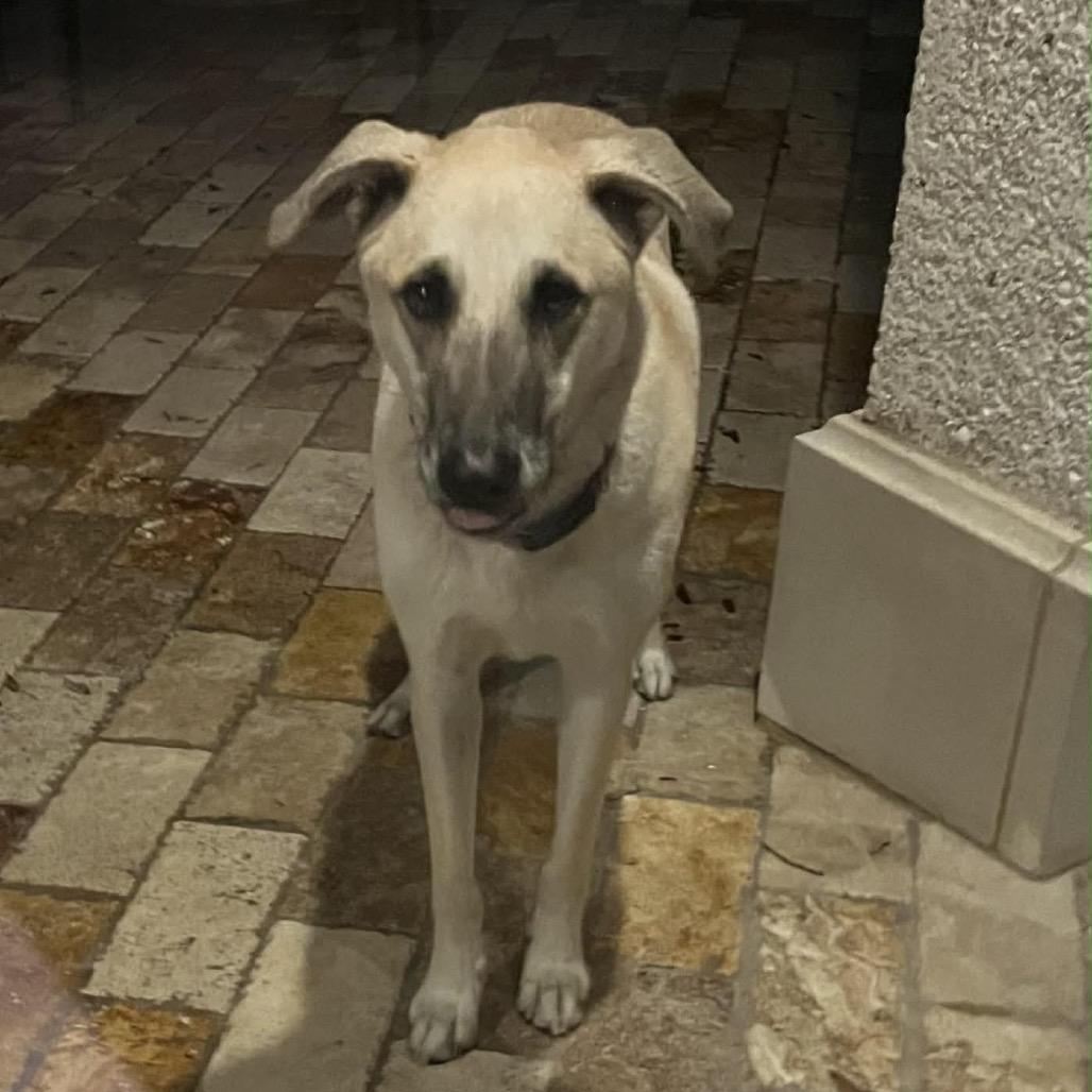Jake, Adoptable, Adult Male Anatolian Shepherd & Mixed Breed.