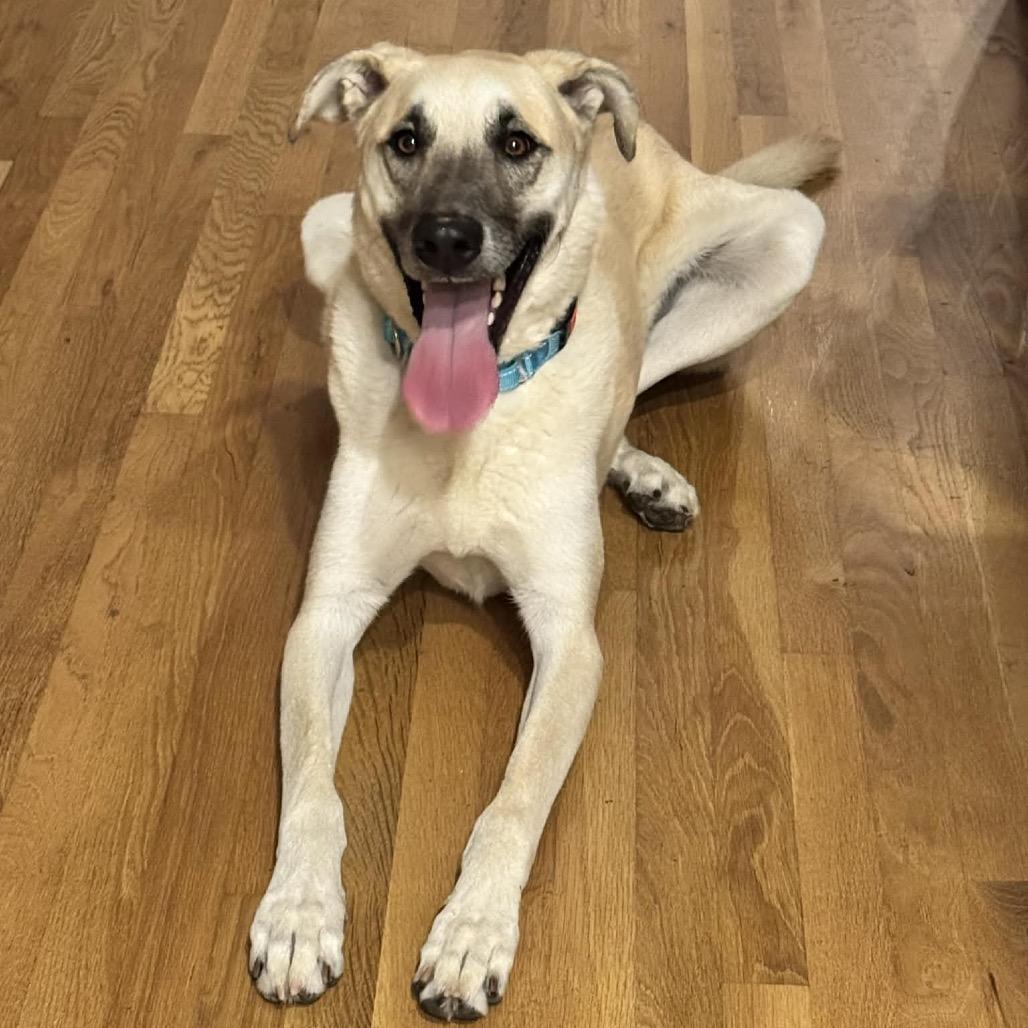 Enlarge Jake, a Adoptable mixed breed in Lutz, FL image 4/4