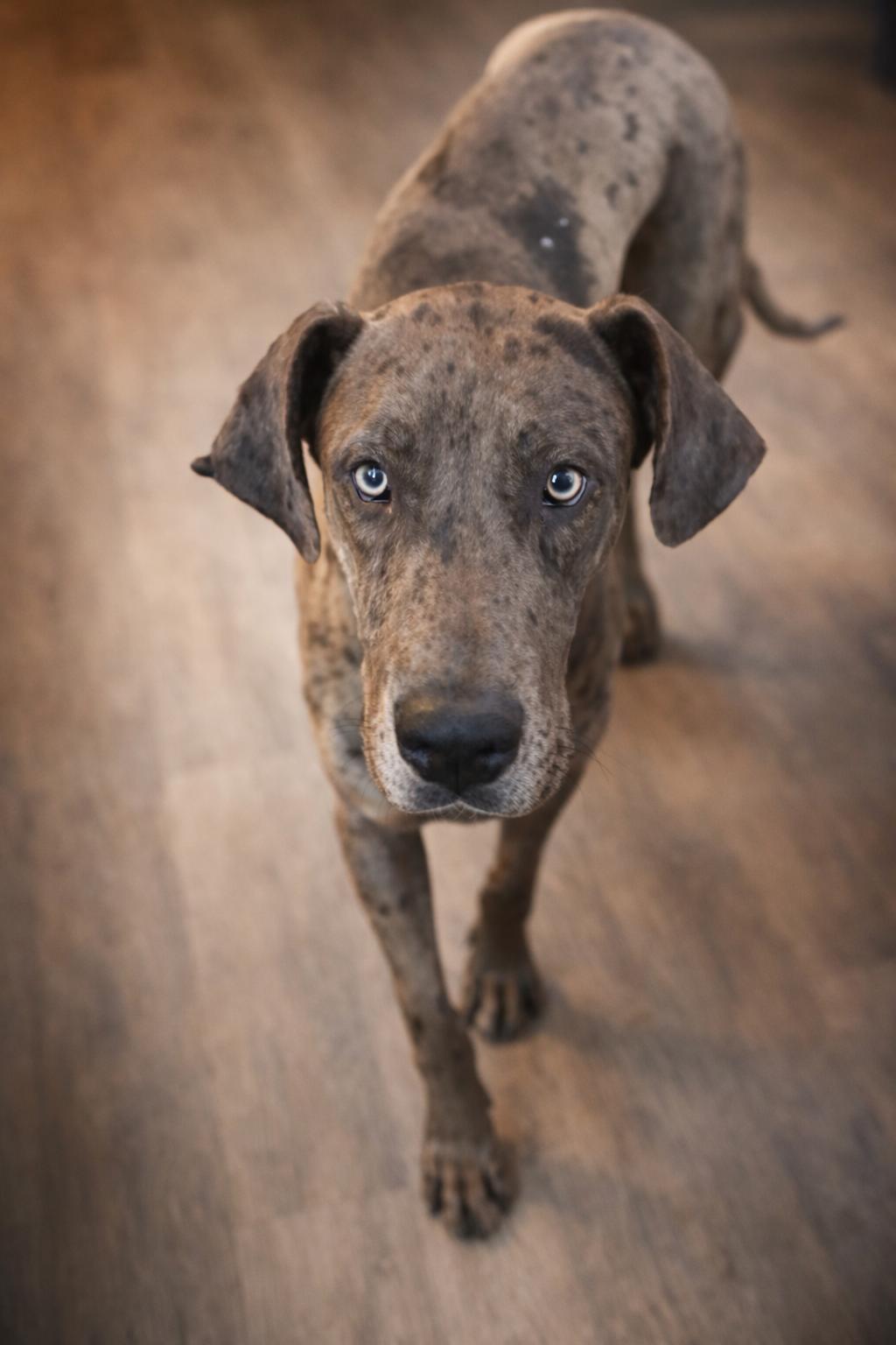 Enlarge Cronos, a Adoptable Great Dane in Rio Linda, CA image 1/3