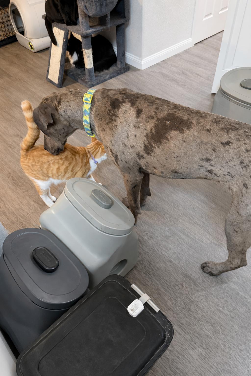 Enlarge Cronos, a Adoptable Great Dane in Rio Linda, CA image 2/3