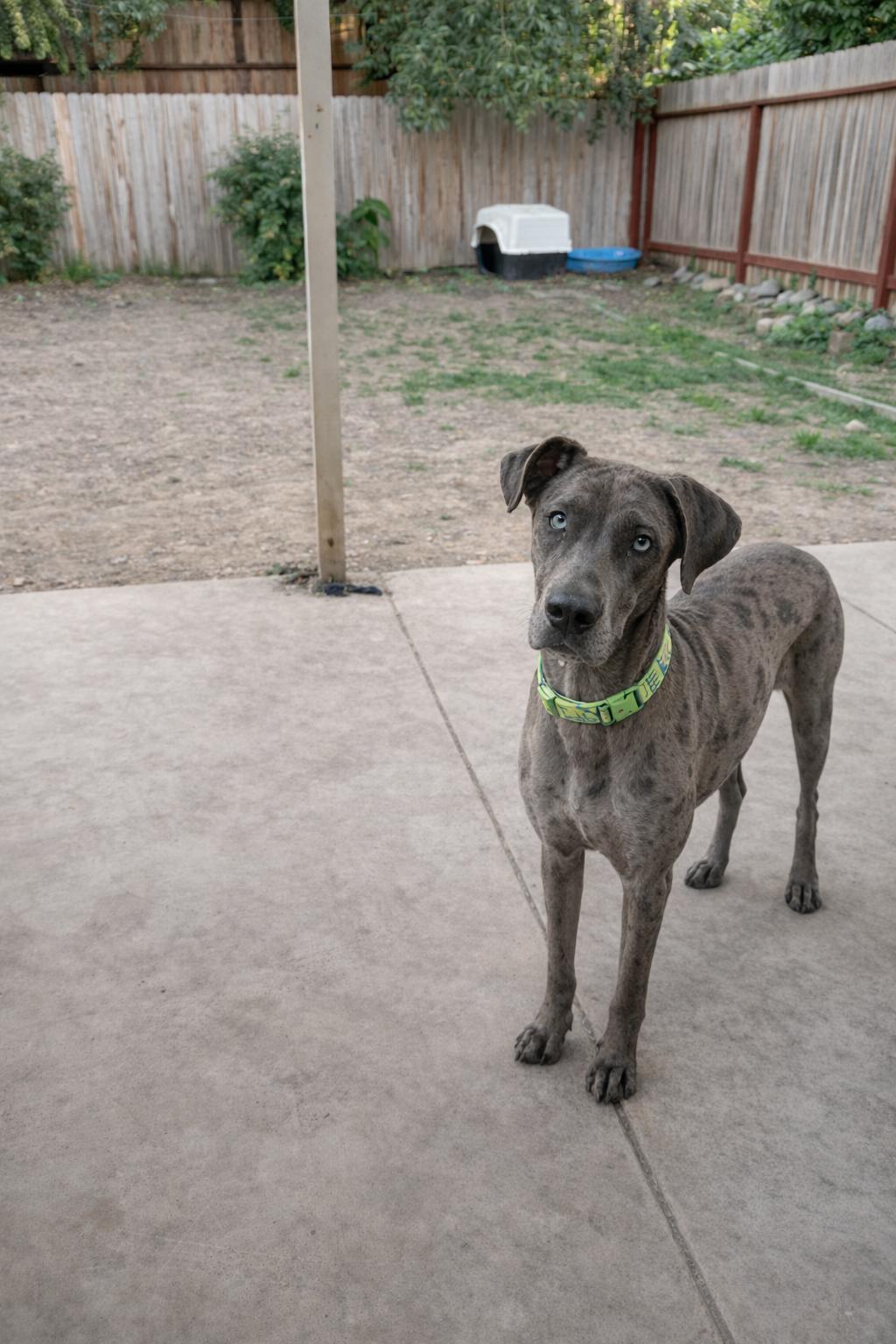 Enlarge Cronos, a Adoptable Great Dane in Rio Linda, CA image 3/3