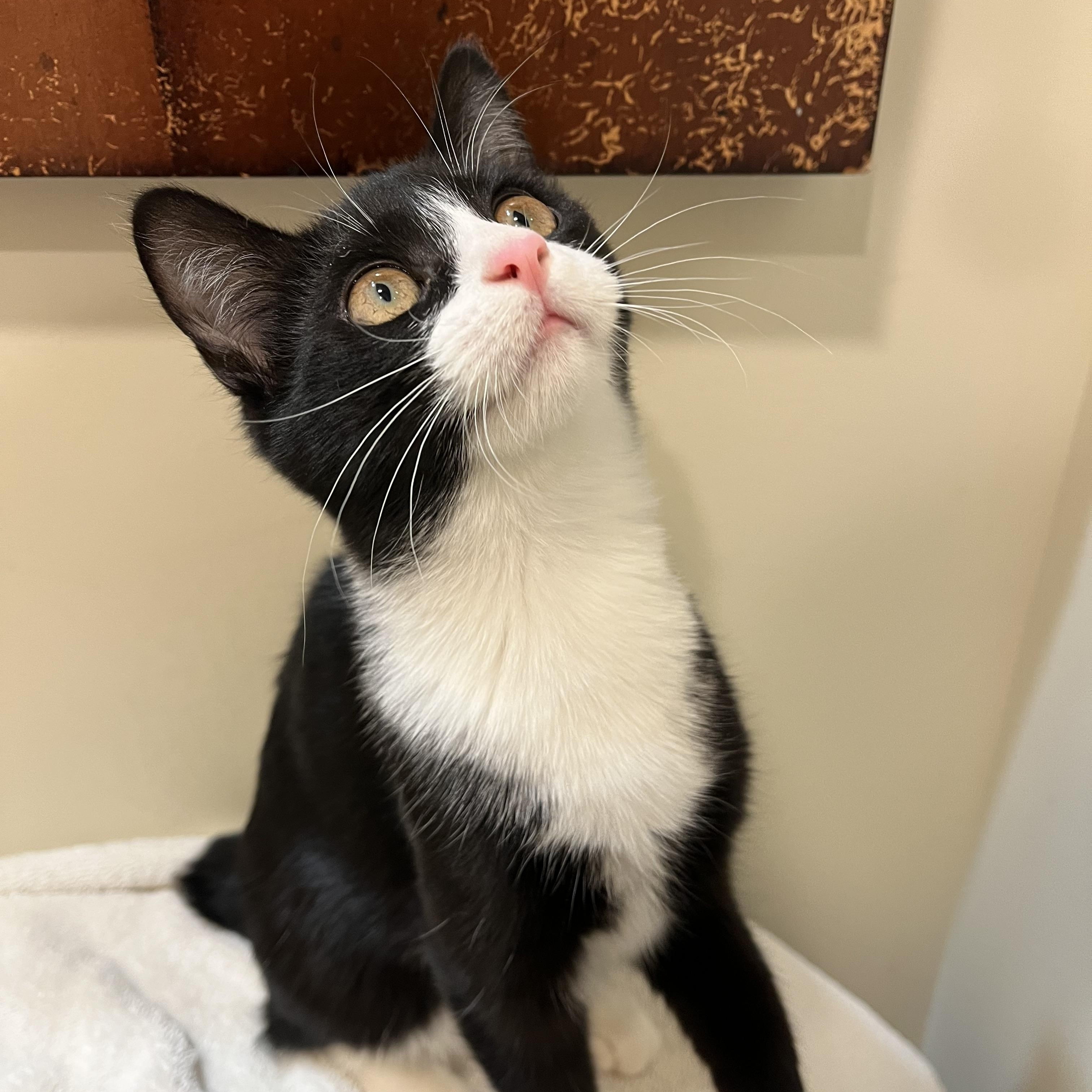 Dahlia, a Adoptable Domestic Short Hair in Sanford, NC image 4/5