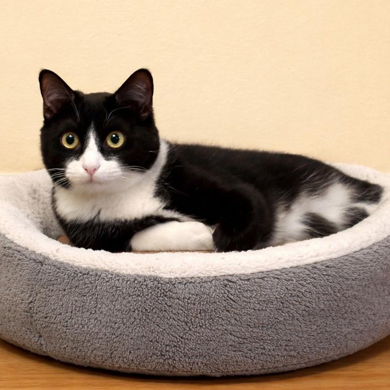 Dahlia (bonded with Tansy), Adoptable, Adult Female Domestic Short Hair & American Bobtail.