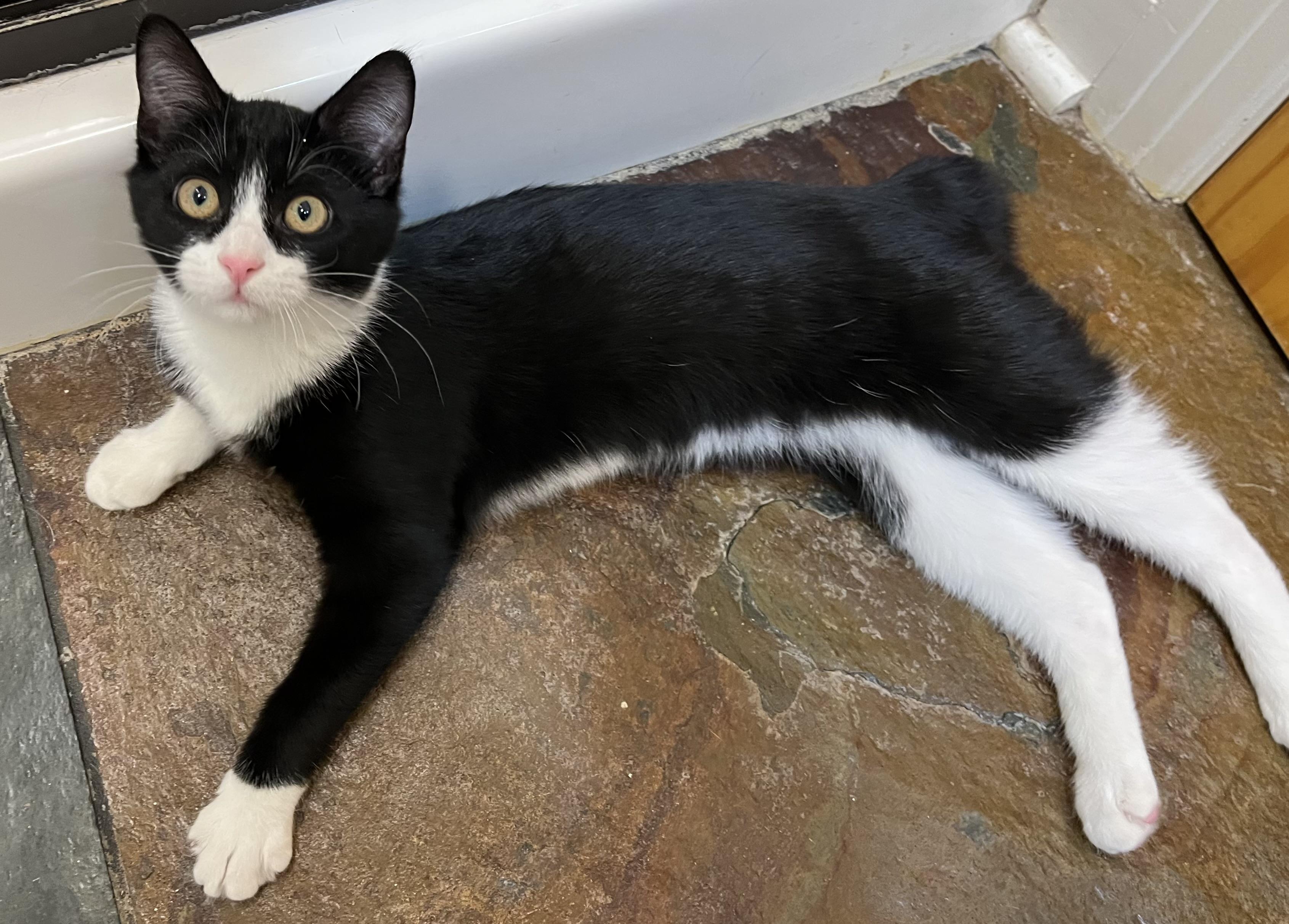 Dahlia, a Adoptable Domestic Short Hair in Sanford, NC image 5/5