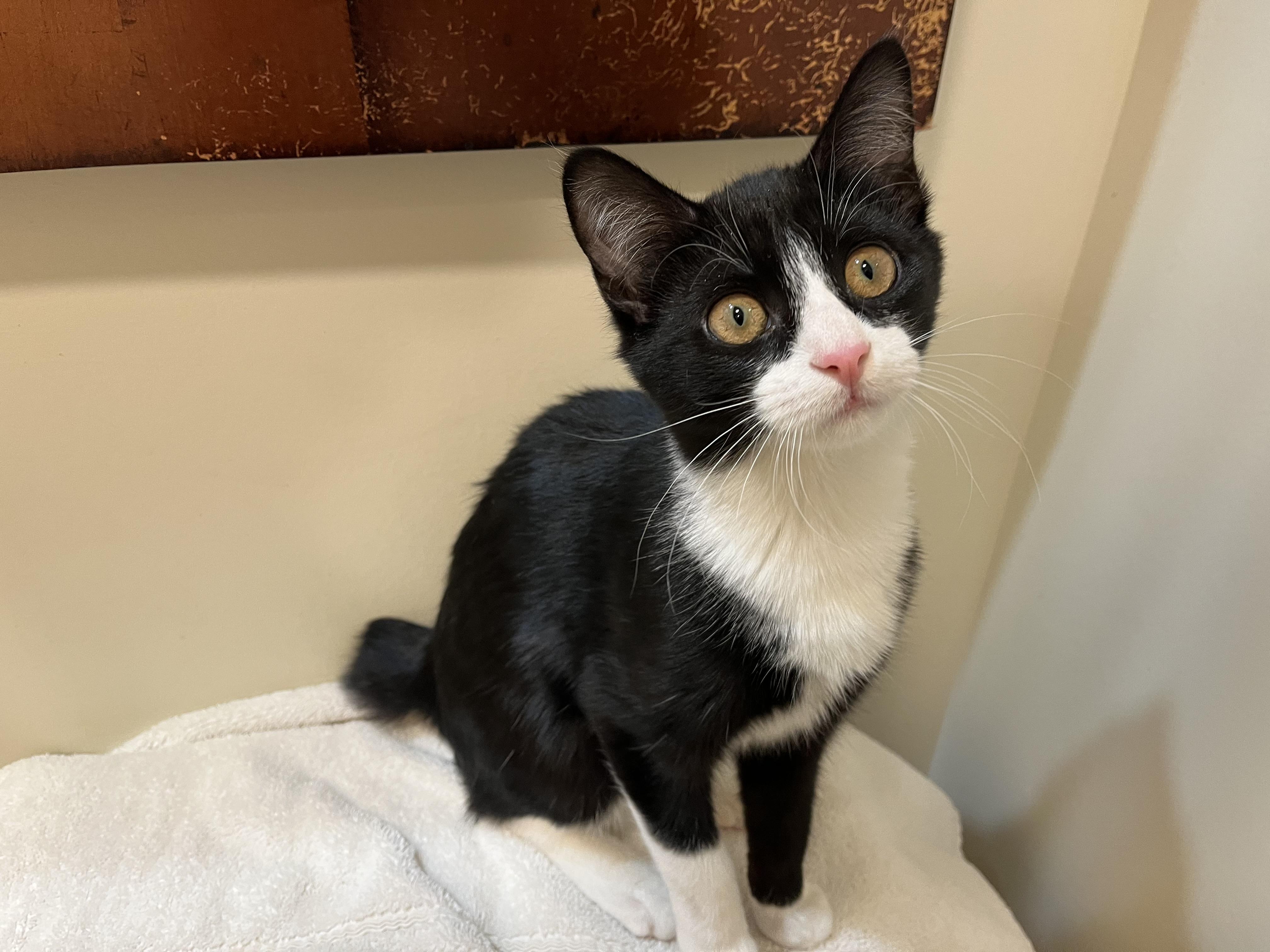 Dahlia, a Adoptable Domestic Short Hair in Sanford, NC image 3/5