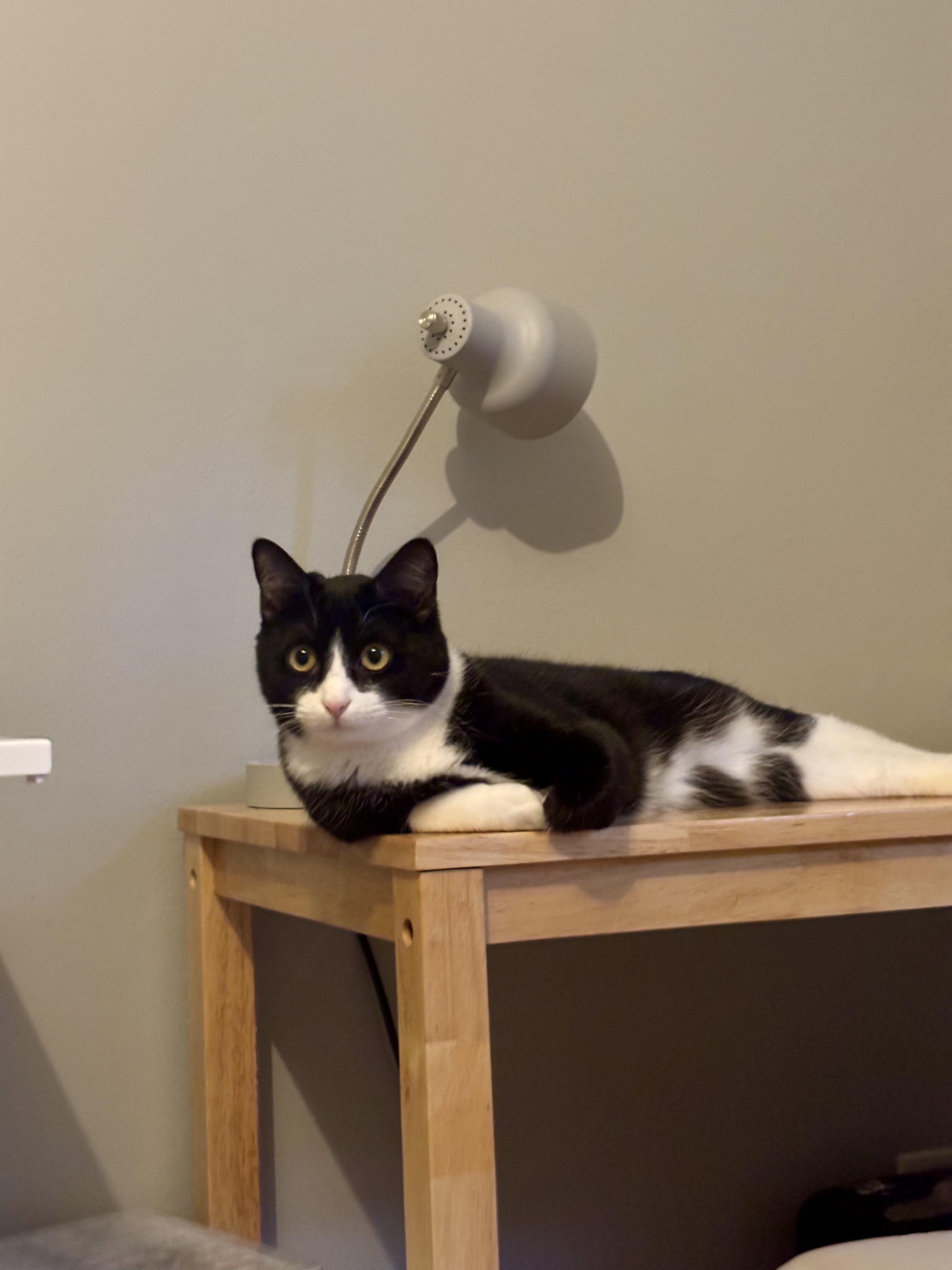 Dahlia, a Adoptable Domestic Short Hair in Sanford, NC image 1/5