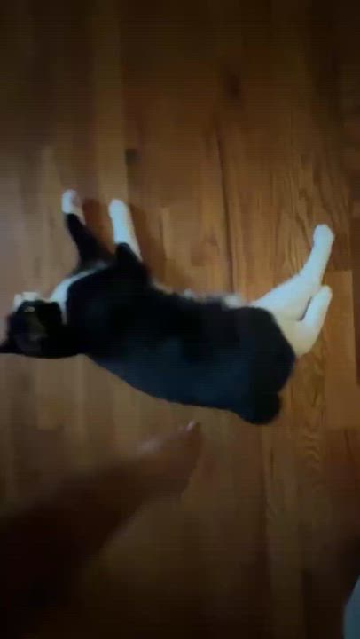 Enlarge Dahlia, a Adoptable Domestic Short Hair in Sanford, NC video 2/5