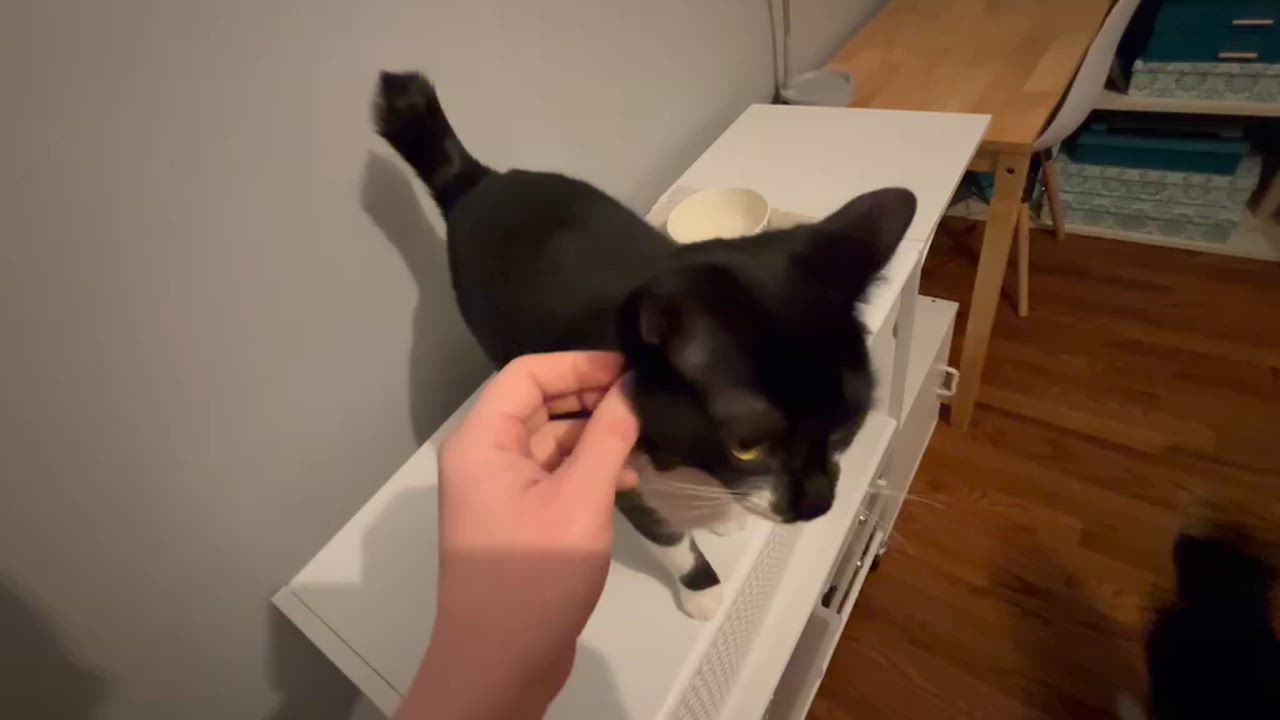 Enlarge Dahlia (bonded with Tansy), a Adoptable mixed breed in Sanford, NC video 6/6