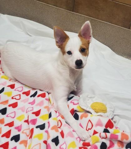 Zero, Adoptable, Young Male Australian Shepherd & Mixed Breed.