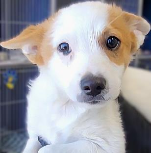 Zero, a Adoptable mixed breed in Phoenix, AZ image 2/2