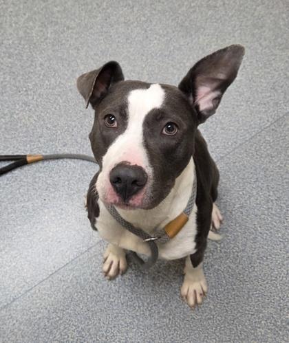 Enlarge Adam, a Adoptable mixed breed in Westland, MI image 1/3