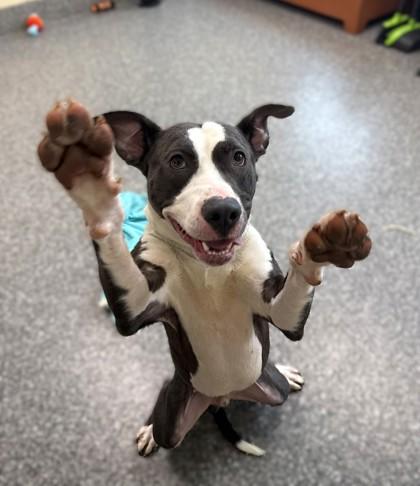 Enlarge Adam, a Adoptable mixed breed in Westland, MI image 2/3