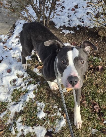 Enlarge Adam, a Adoptable mixed breed in Westland, MI image 3/3