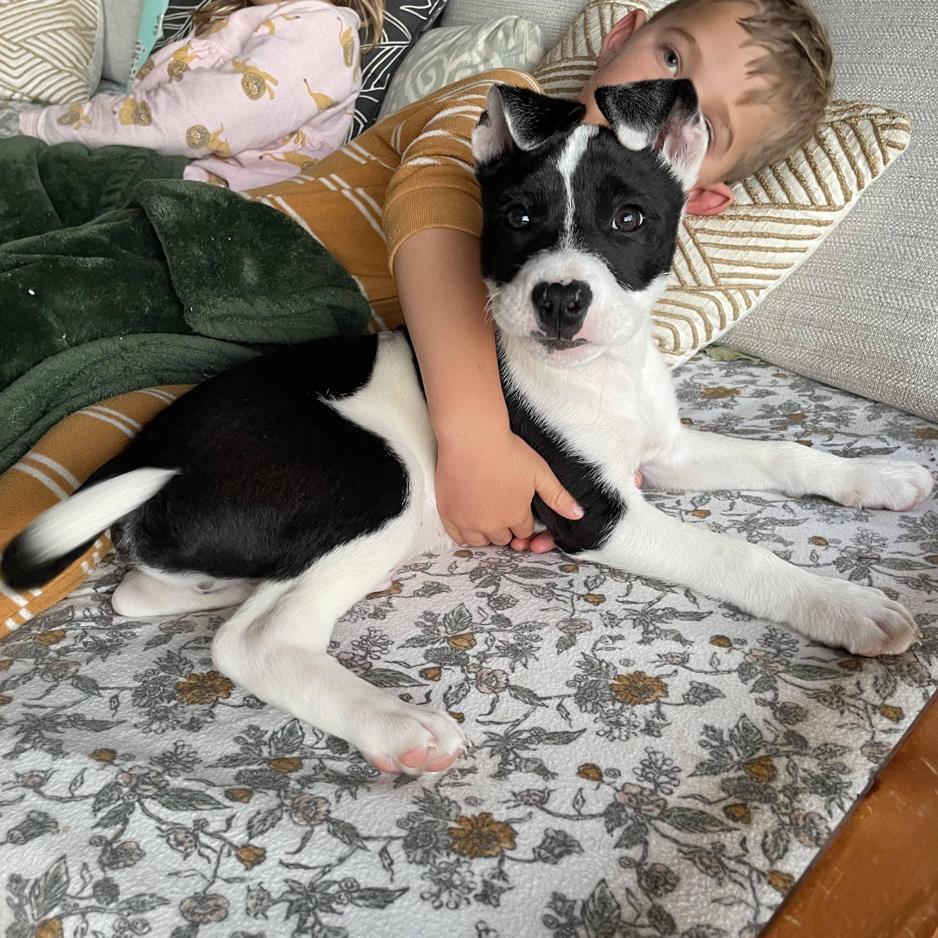 Scout photo 1
