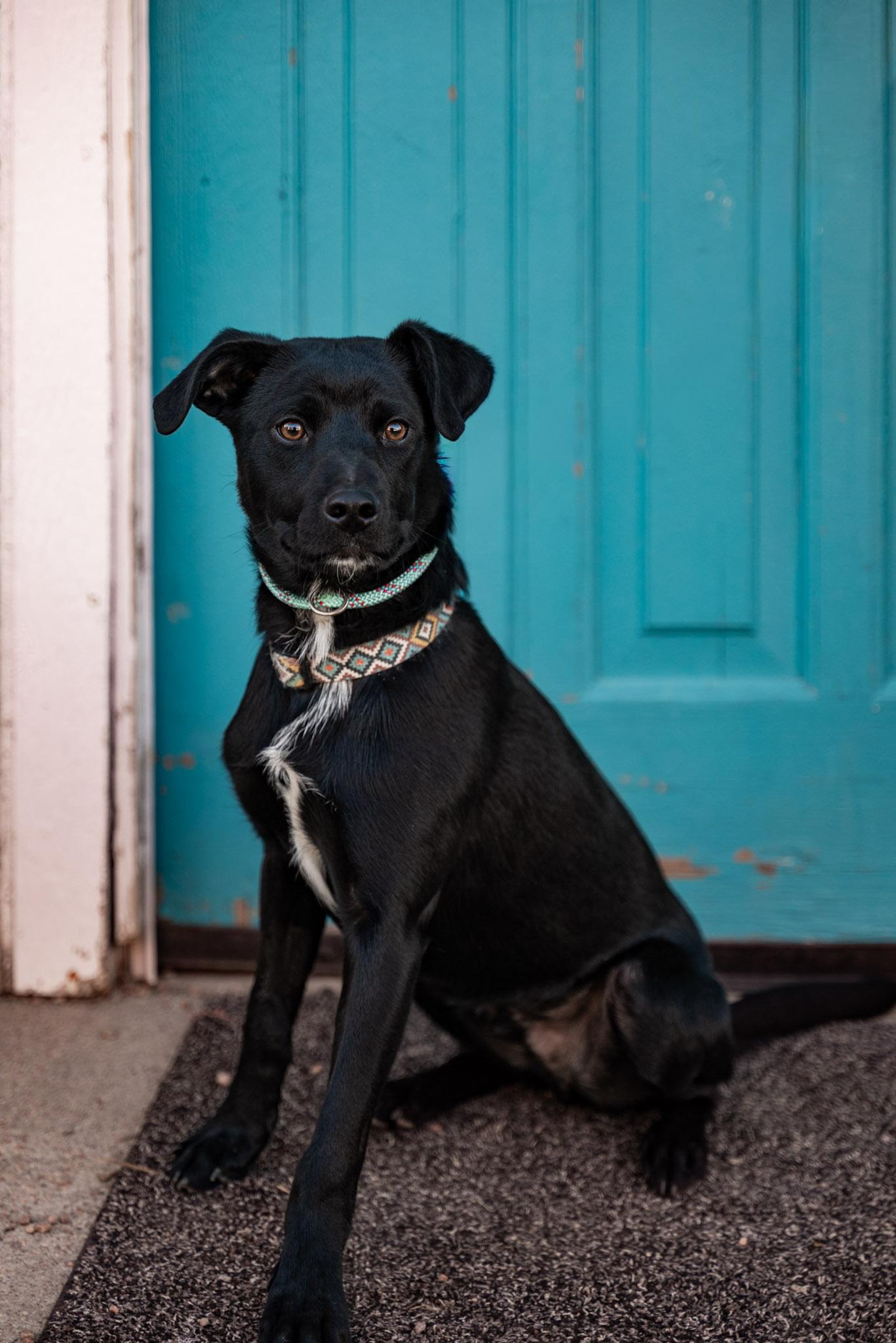 Enlarge 69-26 Onyx, an adopted mixed breed in Brighton, CO image 1/2