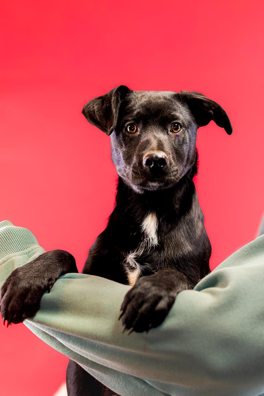 Enlarge 69-26, a ADOPTABLE mixed breed in Brighton, CO image 1/1