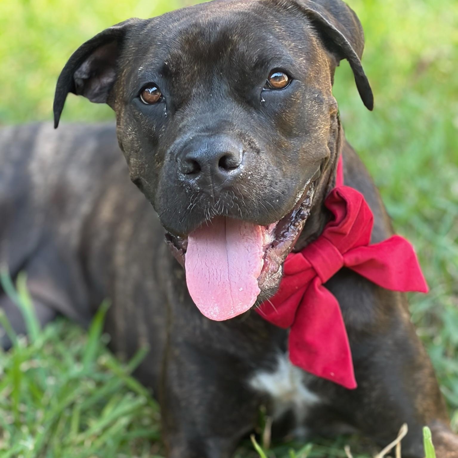 Paloma, Adoptable, Young Female Cane Corso & Boxer.