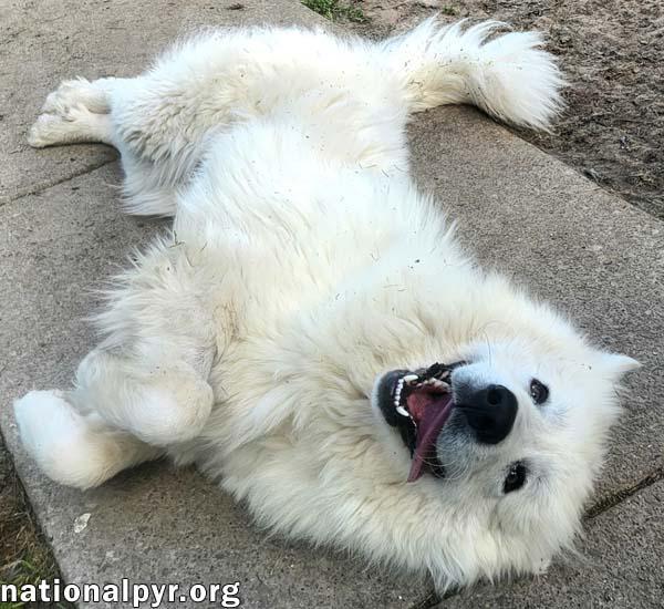 Bennie in KY - Very Sweet & Playful! photo 2