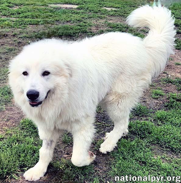 Bennie in KY - Very Sweet & Playful!