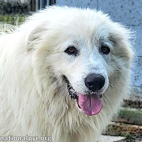 Bennie in KY - Very Sweet & Playful!, Young Male Great Pyrenees