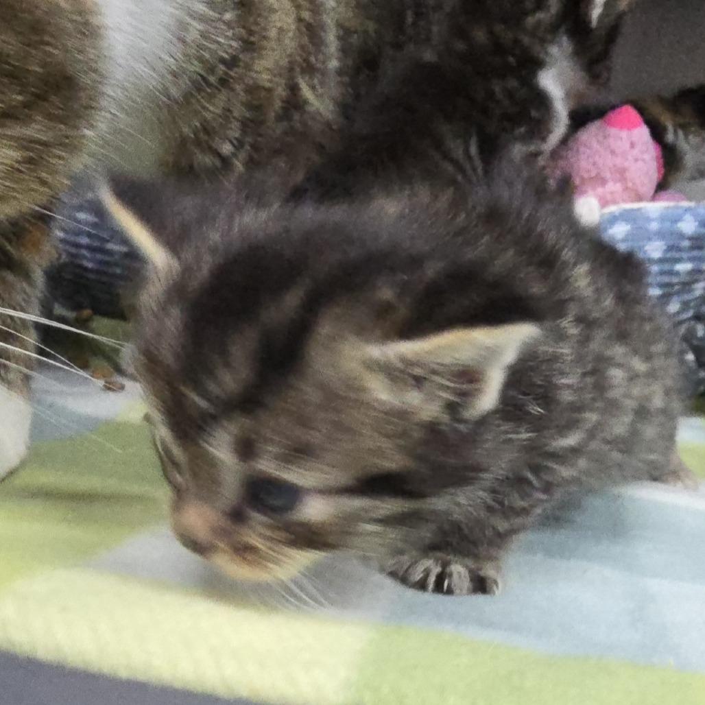 Burrito 26-0213, Adoptable, Kitten Male Domestic Short Hair.