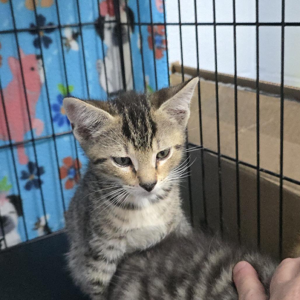 Burrito 26-0213, a Adoptable Domestic Short Hair in Yanceyville, NC image 2/2