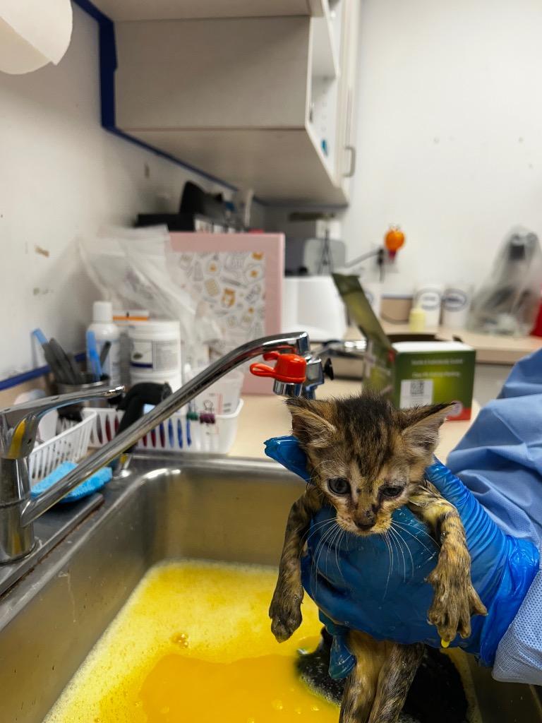 Elsa, Adoptable, Kitten Female Domestic Short Hair.