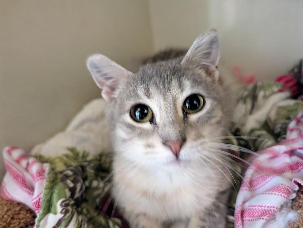 Enlarge Shamrock, an adopted Domestic Short Hair in Blue Earth, MN image 1/1