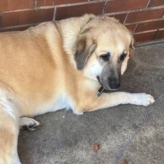 Abby, Adoptable, Adult Female German Shepherd Dog & Great Pyrenees.