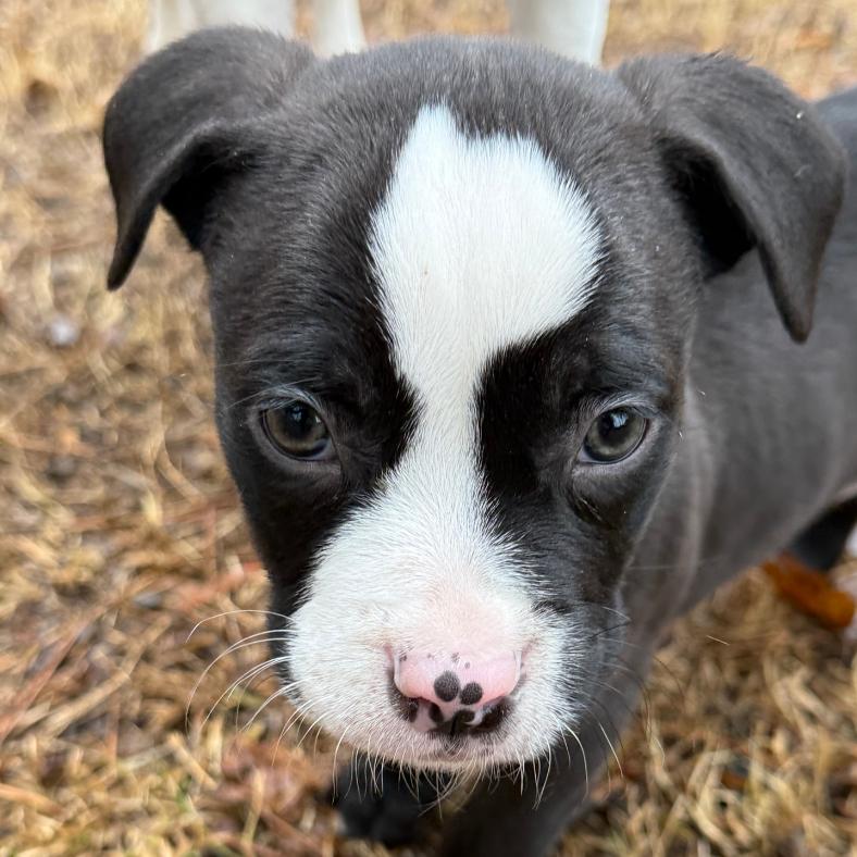 Enlarge Petrie, a Adoptable mixed breed in Raleigh, NC image 1/6