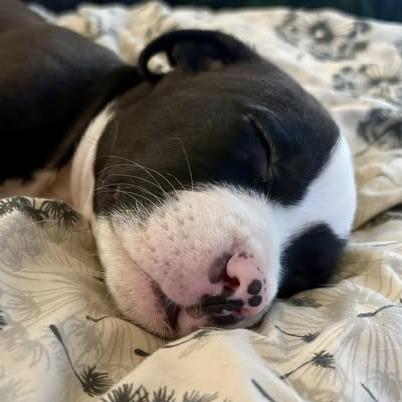 Enlarge Petrie, a Adoptable mixed breed in Raleigh, NC image 2/6