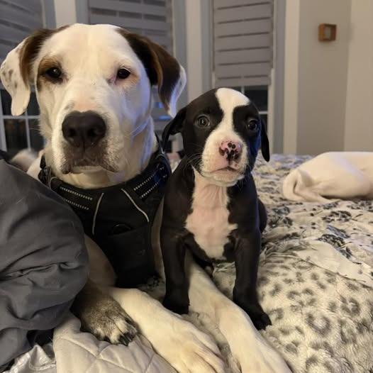 Enlarge Petrie, a Adoptable mixed breed in Raleigh, NC image 3/6