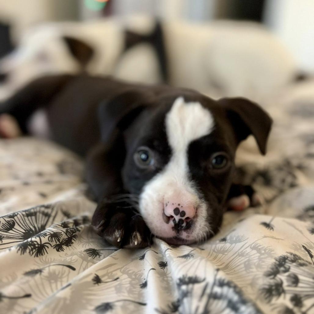 Enlarge Petrie, a Adoptable mixed breed in Raleigh, NC image 4/6