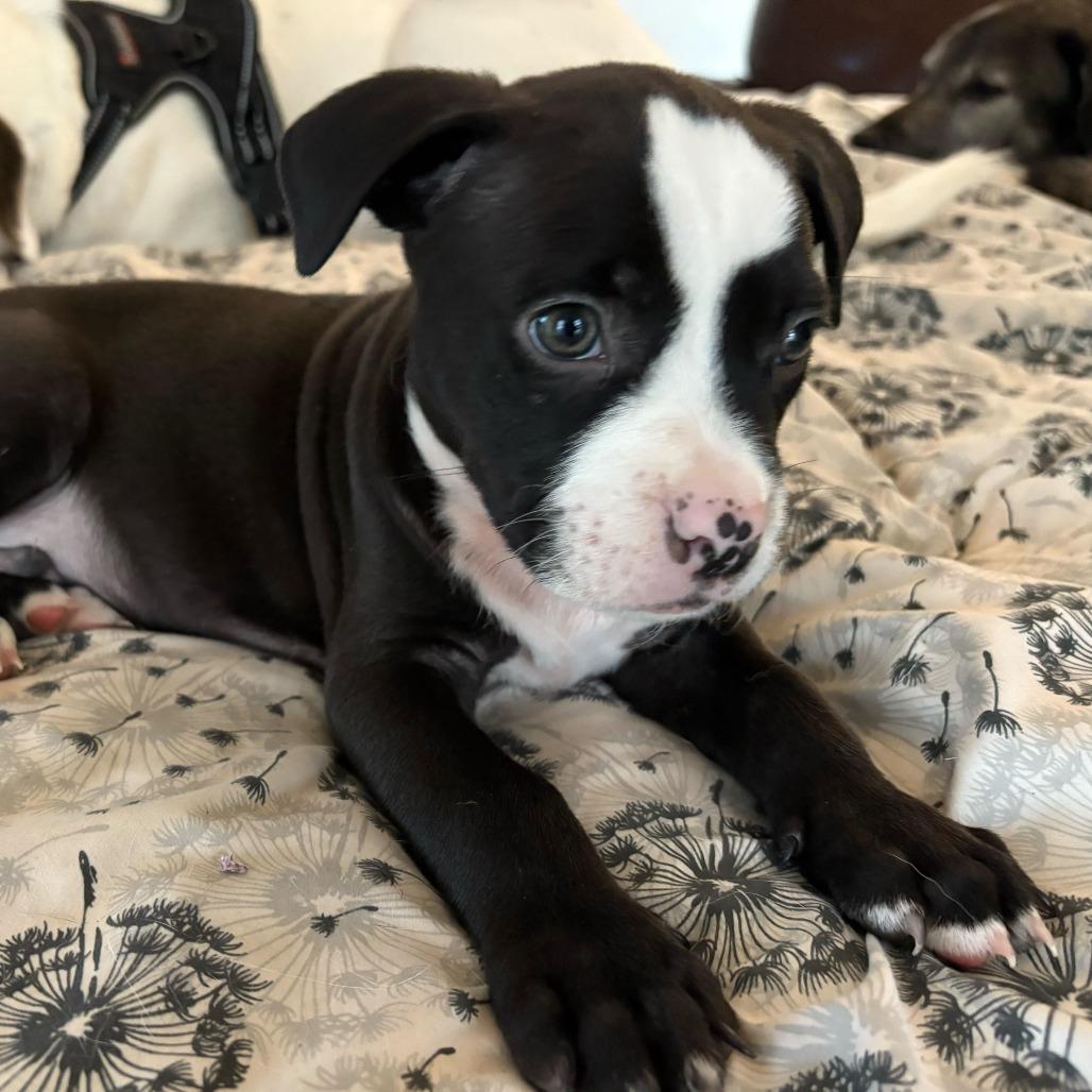 Enlarge Petrie, a Adoptable mixed breed in Raleigh, NC image 5/6