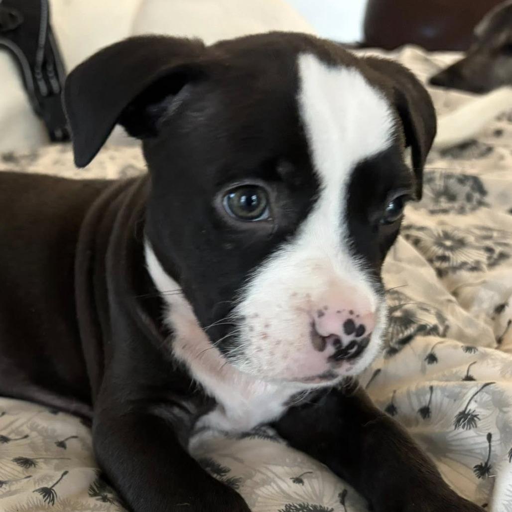 Enlarge Petrie, a Adoptable mixed breed in Raleigh, NC image 6/6