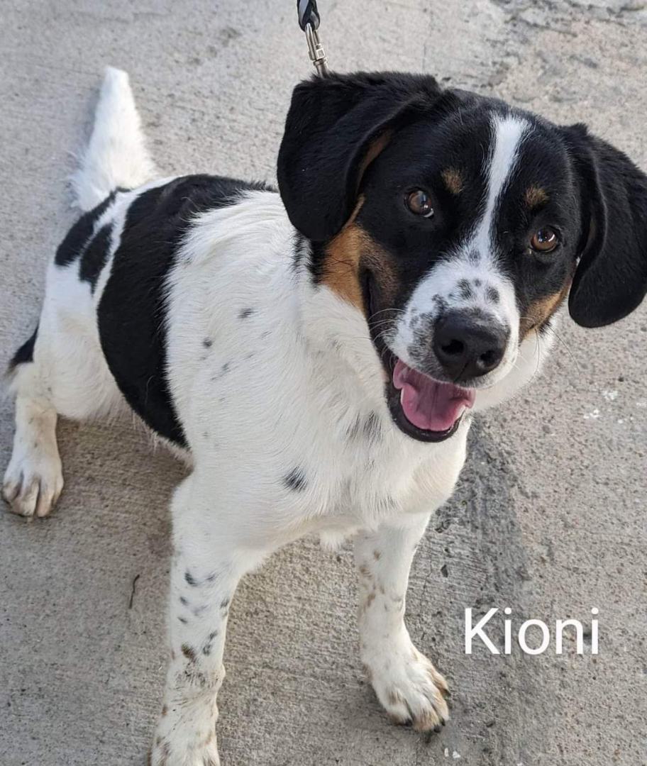 Enlarge KIONI, a Adopted mixed breed in Waverly, TN image 1/6