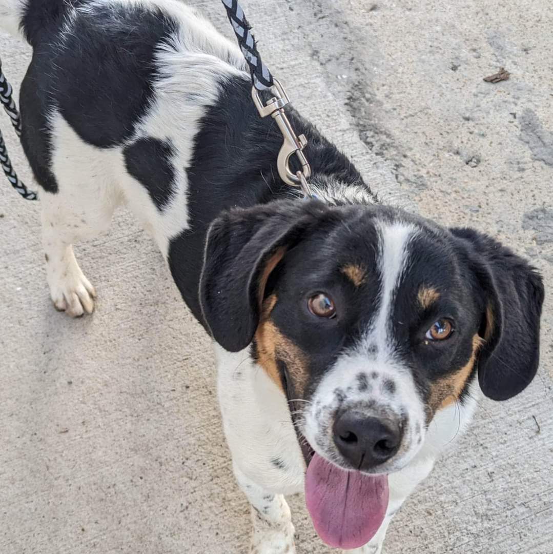 Enlarge KIONI, a Adopted mixed breed in Waverly, TN image 2/6