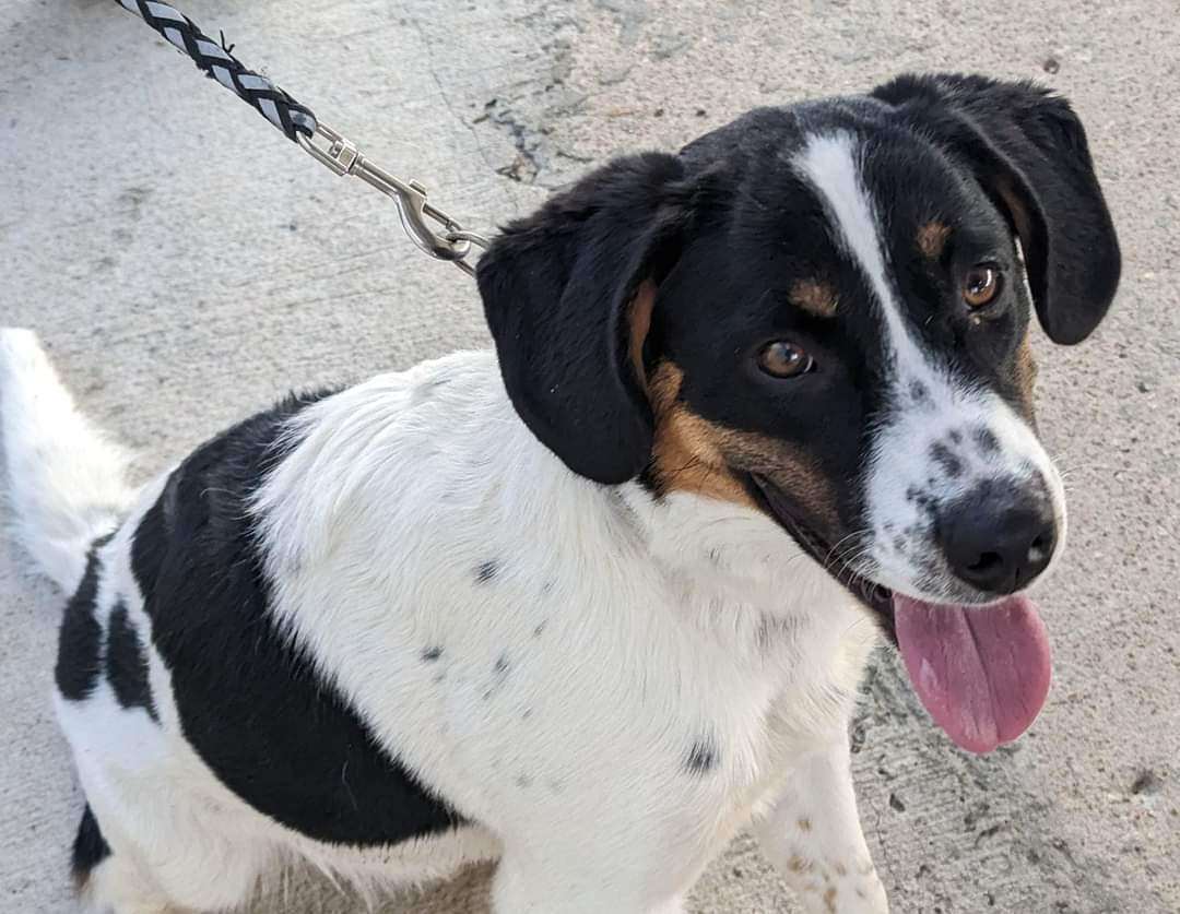 Enlarge KIONI, a Adopted mixed breed in Waverly, TN image 3/6