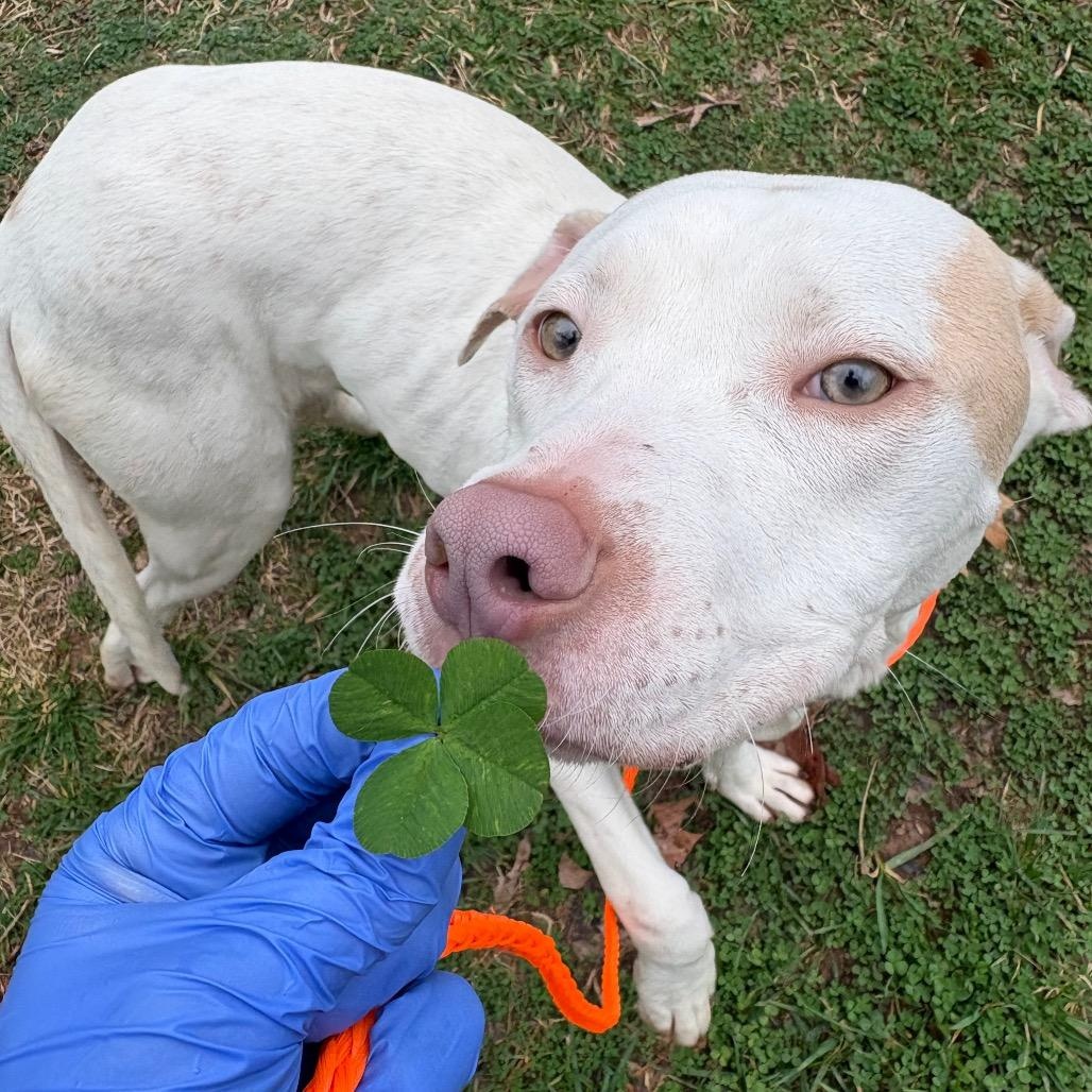 Enlarge Frenzie, a Adoptable mixed breed in Greensboro, NC image 5/6